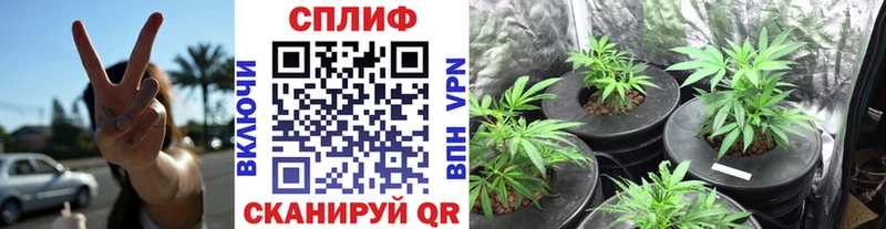 Конопля сатива Мензелинск